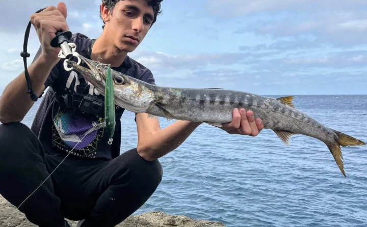 barracuda