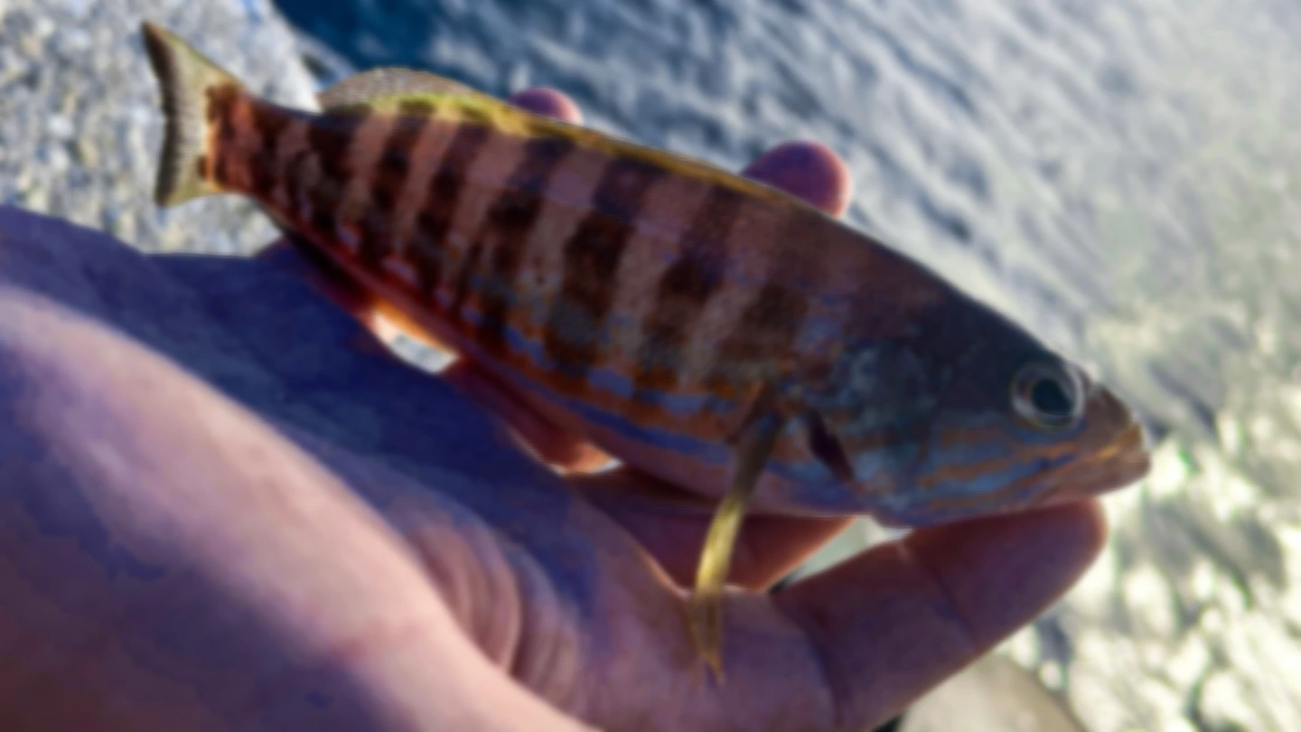 light rock fishing